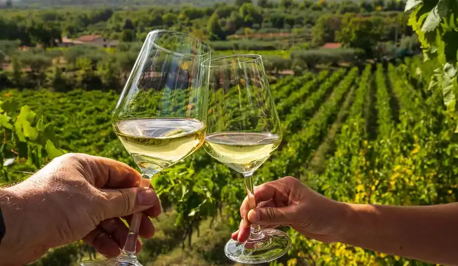 Pessoas brindando com taças de vinho branco em vinhedo ao ar livre, cenário de vinícolas e plantações de uvas verdes ao fundo, em uma tarde ensolarada.