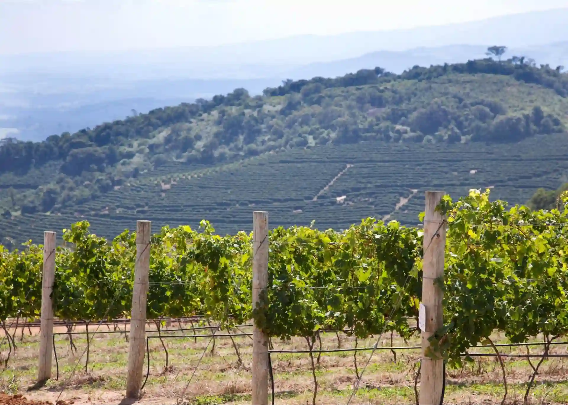 Vinhedo em uma paisagem de montanhas ao fundo, com fileiras de plantas e estacas de suporte na agricultura de vinhas.