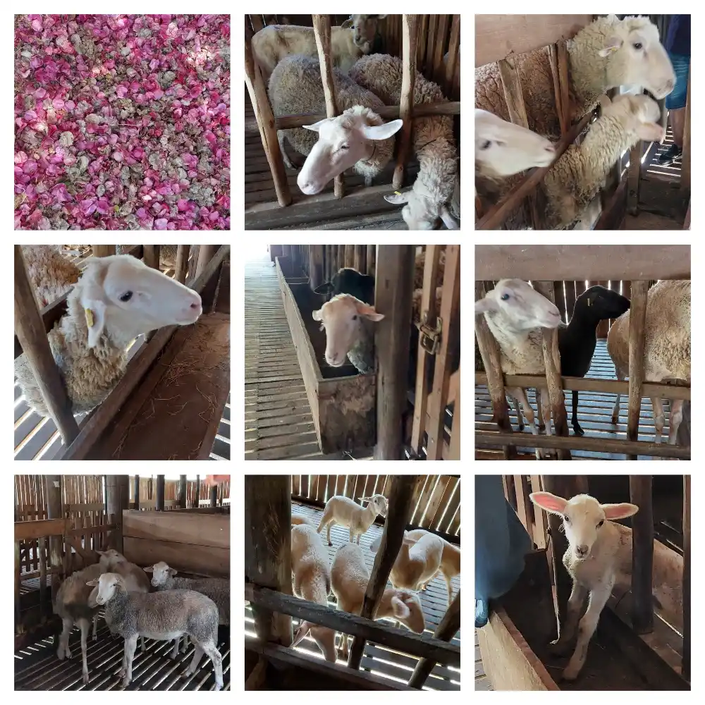 Colagem com fotos de cabras em baias de fazenda, incluindo cabritos e ovelhas, vistos em diferentes ângulos dentro de um estábulo de madeira.